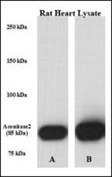 Perfused isolated rat heart whole tissue lysate was lysed with either A) 50 mM Tris-HCl, 150 mM NaCl, 1 mM EDTA, 1% NP-40, 0.1% SDS, 0.5% Na-deoxycholate, 1 mM Na3VO4, 20 mM NaF, 1 mM PMSF, 5 v/v % protease inhibitor cocktail or B) T-PER Tissue Protein Extraction Reagent [# 785101; Pierce], containing 1mM Na3VO4, 20 mM NaF, 5 v/v % protease inhibitor cocktail (Sigma); PVDF membrane was incubated in primary Ab [rabbit polyclonal antibody against ACO2. Solution: 1:1000 diluted in 5% NFM TBS-T 0,05 for overnight (15 hrs) at 4 ?. Data courtesy of Boglarka Laczy M.D., Division of Cardiovascular Disease, Dept. of Medicine, University of Alabama at Birmingham.