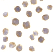 Immunocytochemistry of Bcl-2 in A20 cells with Bcl-2 antibody at 2 µg/ml.
