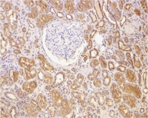 IHC of human kidney using Bcl-2 antibody at 2 ug/ml.