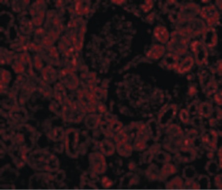 Immunofluorescence of Bcl-2 in Human Kidney cells with Bcl-2 antibody at 10 ug/ml.