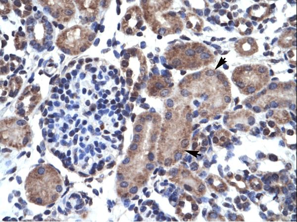 BCL2 / Bcl-2 antibody LS-C29877 was used in IHC to stain formalin-fixed, paraffin-embedded human kidney.
