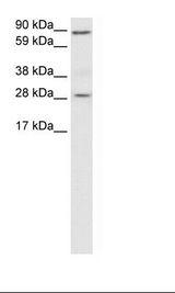 Placenta Lysate