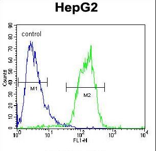 ACOT11 Antibody flow cytometry of HepG2 cells (right histogram) compared to a negative control cell (left histogram). FITC-conjugated goat-anti-rabbit secondary antibodies were used for the analysis.