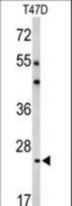 Western blot of BCL2A1 Antibody in T47D cell line lysates (35 ug/lane). BCL2A1 (arrow) was detected using the purified antibody.