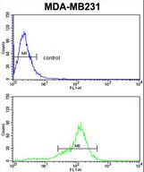 BCL2A1 Antibody flow cytometry of MDA-MB231 cells (bottom histogram) compared to a negative control cell (top histogram). FITC-conjugated goat-anti-rabbit secondary antibodies were used for the analysis.
