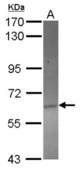 Sample (30 ug of whole cell lysate) A: HeLa 7.5% SDS PAGE ACOT12 antibody diluted at 1:1000