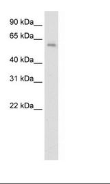 Fetal kidney Lysate