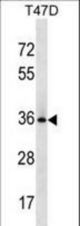 BCL2L12 Antibody western blot of T47D cell line lysates (35 ug/lane). The BCL2L12 antibody detected the BCL2L12 protein (arrow).