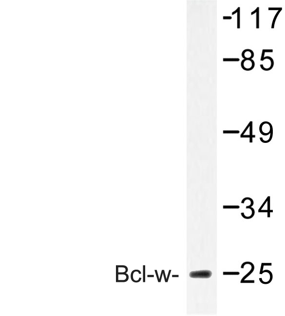 Western blot of Bcl-w (G154) pAb in extracts from COLO cells.