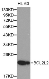Western blot of BCL2L2 pAb in extracts from HL-60 cells.