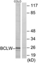 Western blot of extracts from COLO cells, using BCLW Antibody. The lane on the right is treated with the synthesized peptide.