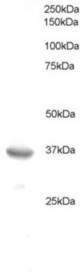 Antibody staining (0.5 ug/ml) of HeLa lysate (RIPA buffer, 35 ug total protein per lane). Primary incubated for 1 hour. Detected by Western blot of chemiluminescence.