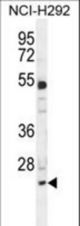 BCL7A Antibody western blot of NCI-H292 cell line lysates (35 ug/lane). The BCL7A antibody detected the BCL7A protein (arrow).