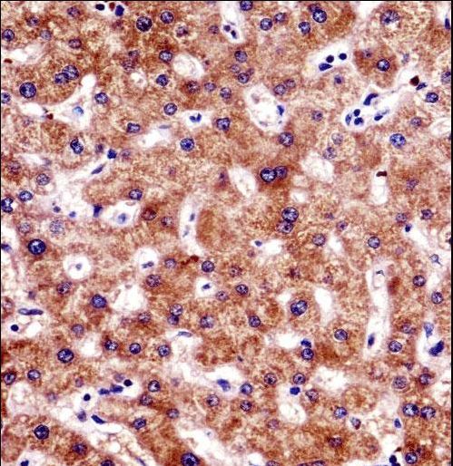 BCL7B Antibody immunohistochemistry of formalin-fixed and paraffin-embedded human liver tissue followed by peroxidase-conjugated secondary antibody and DAB staining.