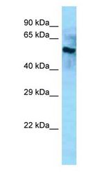 BCO2 / BCDO2 antibody Western Blot of Mouse Kidney.