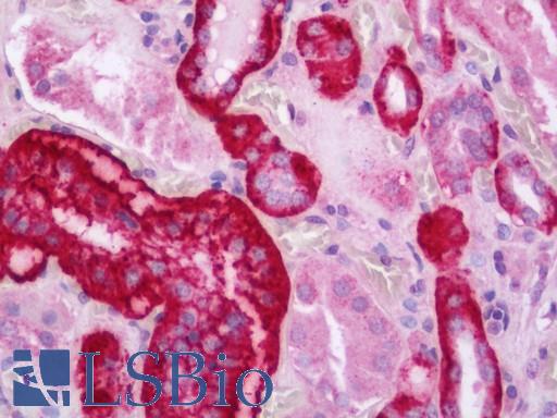 Anti-BCOR antibody IHC staining of human kidney. Immunohistochemistry of formalin-fixed, paraffin-embedded tissue after heat-induced antigen retrieval. Antibody LS-B11225 concentration 2.5 ug/ml.