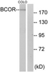 Western blot of extracts from COLO cells, using BCOR Antibody. The lane on the right is treated with the synthesized peptide.