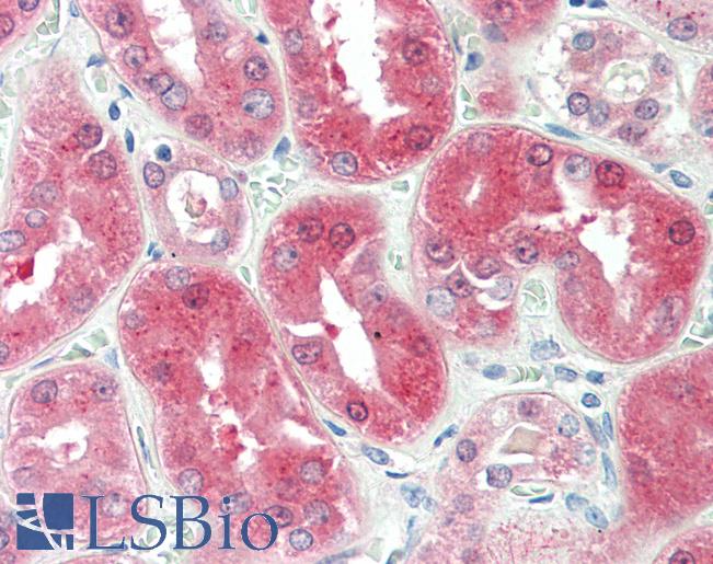 Anti-BDH2 antibody IHC staining of human kidney. Immunohistochemistry of formalin-fixed, paraffin-embedded tissue after heat-induced antigen retrieval. Antibody LS-B10295 concentration 5 ug/ml.