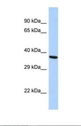 Western blot of Human HepG2. BDNF antibody dilution 1.0 ug/ml.