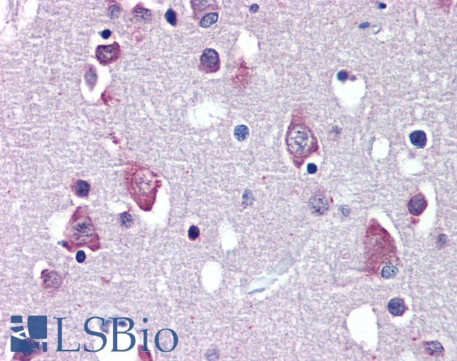 Anti-BDNF antibody IHC of human brain, cortex. Immunohistochemistry of formalin-fixed, paraffin-embedded tissue after heat-induced antigen retrieval. Antibody LS-B3815 concentration 3.75 ug/ml.
