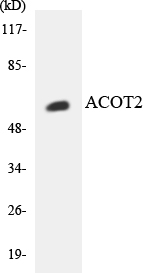 Western blot of the lysates from HepG2 cells using ACOT2 antibody.