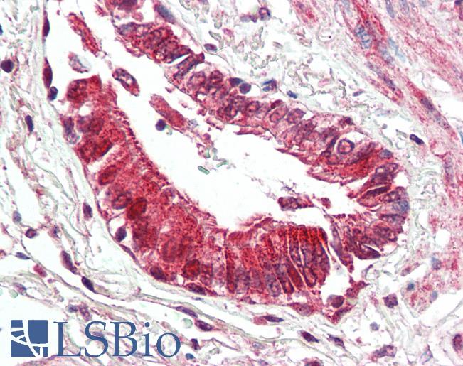 Anti-BECN1 / Beclin-1 antibody IHC of human lung, respiratory epithelium. Immunohistochemistry of formalin-fixed, paraffin-embedded tissue after heat-induced antigen retrieval. Antibody LS-B3203 concentration 5 ug/ml.