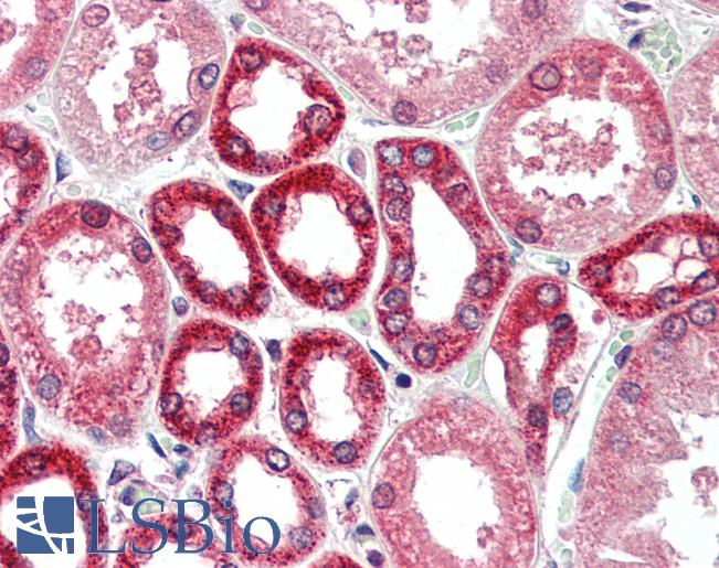 Anti-BECN1 / Beclin-1 antibody IHC of human kidney. Immunohistochemistry of formalin-fixed, paraffin-embedded tissue after heat-induced antigen retrieval. Antibody LS-B3203 concentration 5 ug/ml.
