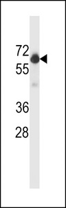 Beclin 1 Antibody western blot of WiDr cell line lysates (35 ug/lane). The Beclin 1 antibody detected the Beclin 1 protein (arrow).
