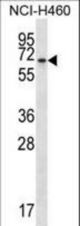 BEND4 Antibody western blot of NCI-H460 cell line lysates (35 ug/lane). The BEND4 antibody detected the BEND4 protein (arrow).
