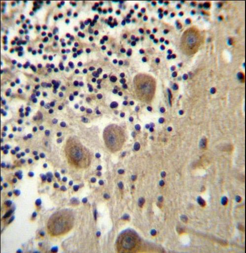 BEND6 Antibody immunohistochemistry of formalin-fixed and paraffin-embedded human cerebellum tissue followed by peroxidase-conjugated secondary antibody and DAB staining.