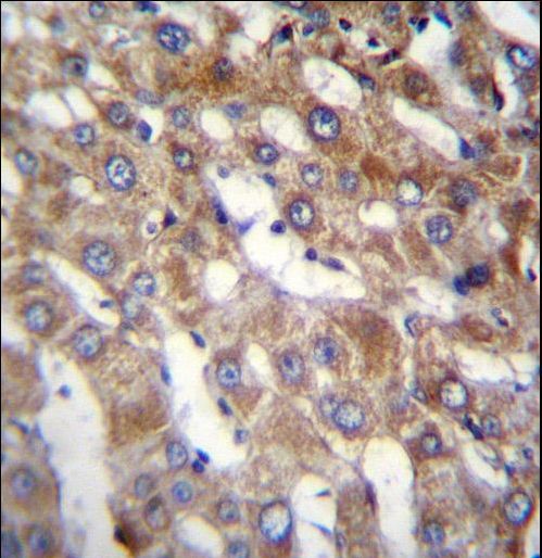 BEND7 Antibody immunohistochemistry of formalin-fixed and paraffin-embedded human liver tissue followed by peroxidase-conjugated secondary antibody and DAB staining.