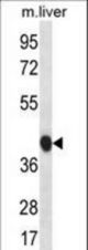BEND7 Antibody western blot of mouse liver tissue lysates (35 ug/lane). The BEND7 antibody detected the BEND7 protein (arrow).