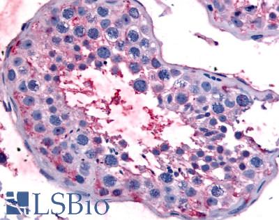 Anti-BEST2 / Bestrophin-2 antibody LS-A8719 IHC of human testis. Immunohistochemistry of formalin-fixed, paraffin-embedded tissue after heat-induced antigen retrieval.