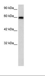 HepG2 Cell Lysate