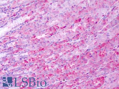 Anti-BEST4 antibody IHC of human stomach. Immunohistochemistry of formalin-fixed, paraffin-embedded tissue after heat-induced antigen retrieval. Antibody LS-A8523 dilution 2.5 ug/ml.