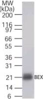 Western blot of BEX in recombinant-fusion protein using LS-C532 at 2 ug/ml.