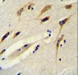 BEX1 Antibody immunohistochemistry of formalin-fixed and paraffin-embedded human brain tissue followed by peroxidase-conjugated secondary antibody and DAB staining.