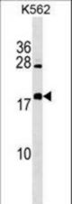 BEX4 Antibody western blot of K562 cell line lysates (35 ug/lane). The BEX4 antibody detected the BEX4 protein (arrow).