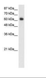 Transfected 293T Cell Lysate