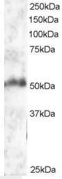 Staining (2 ug/ml) of Human Brain lysate (RIPA buffer, 30 ug total protein per lane). Primary incubated for 1 hour. Detected by chemiluminescence.
