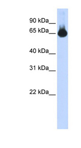 FOXG1 antibody LS-C101352 Western blot of Transfected 293T cell lysate.