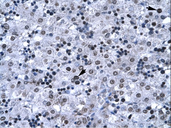 FOXG1 antibody LS-C31123 was used in IHC to stain formalin-fixed, paraffin-embedded human liver.