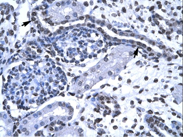 FOXG1 antibody LS-C31123 was used in IHC to stain formalin-fixed, paraffin-embedded human kidney.