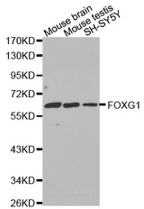 Western blot analysis of extracts of various cell lines, using FOXG1 antibody.