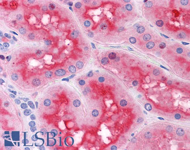 Anti-ACOT9 antibody IHC of human kidney. Immunohistochemistry of formalin-fixed, paraffin-embedded tissue after heat-induced antigen retrieval. Antibody LS-B4522 concentration 5 ug/ml.