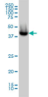 ACATE2 monoclonal antibody, clone 4E4 Western blot of ACATE2 expression in MCF-7.