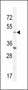 BHLHE40 Antibody western blot of mouse Neuro-2a cell line lysates (35 ug/lane). The BHLHE40 antibody detected the BHLHE40 protein (arrow).