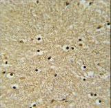BHLHB5 Antibody IHC of formalin-fixed and paraffin-embedded human brain tissue followed by peroxidase-conjugated secondary antibody and DAB staining.