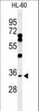 Western blot of BHLHB5 Antibody in HL-60 cell line lysates (35 ug/lane). BHLHB5 (arrow) was detected using the purified antibody.