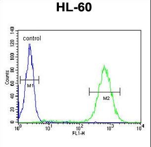 BHLHB5 Antibody flow cytometry of HL-60 cells (right histogram) compared to a negative control cell (left histogram). FITC-conjugated goat-anti-rabbit secondary antibodies were used for the analysis.